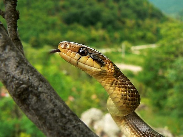 Colubro di Esculapio