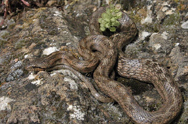 Colubro di Riccioli