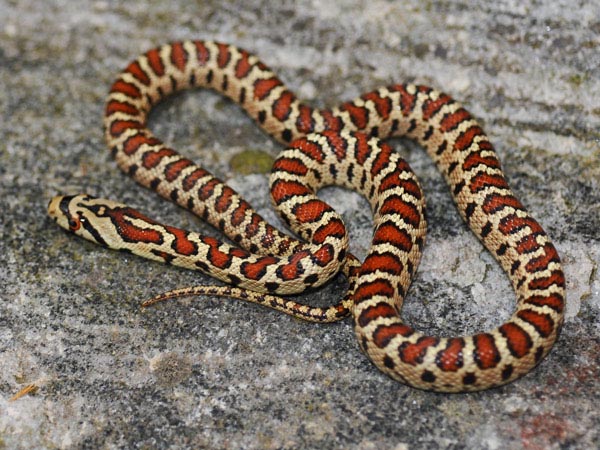 Colubro Leopardino