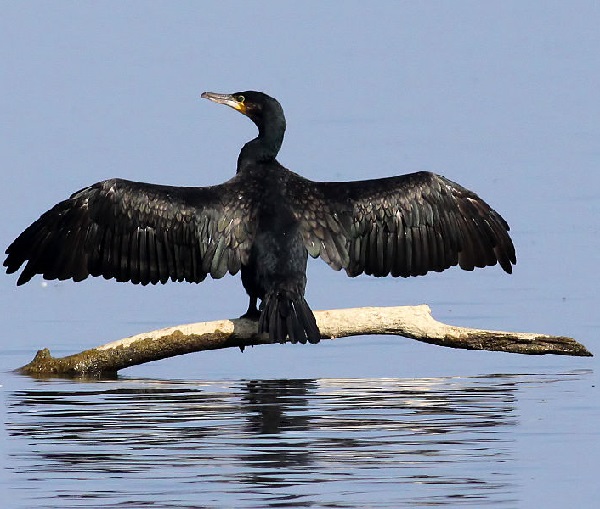 Cormorano