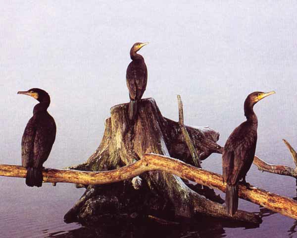 Cormorano