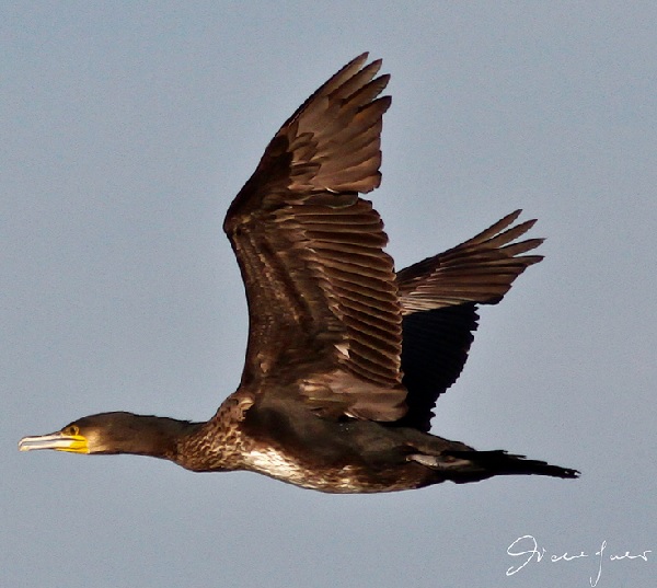 Cormorano