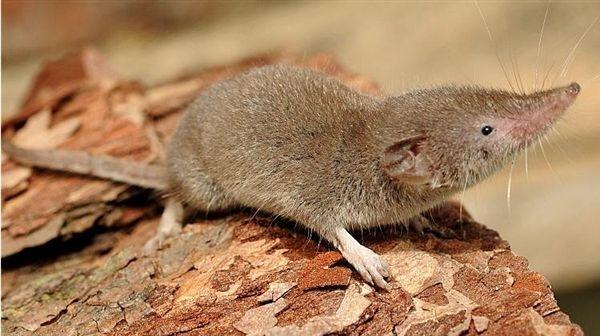 Crocidura minore