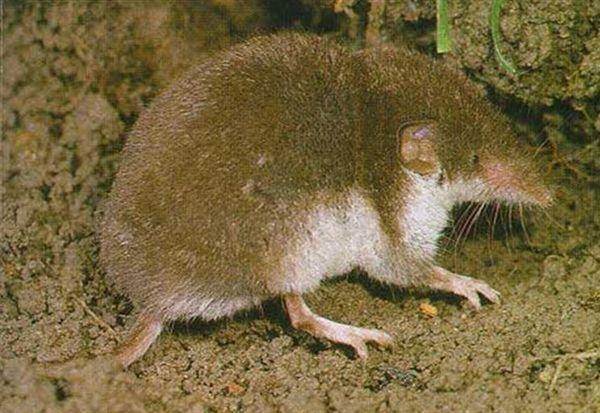 Crocidura ventre bianco