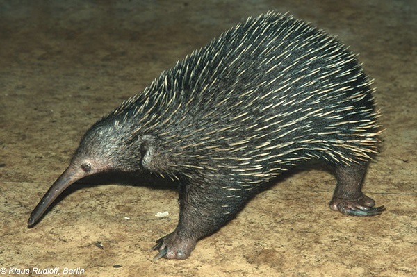 Echidna dal becco lungo occidentale