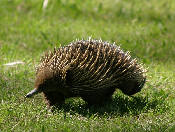 Echidna istrice