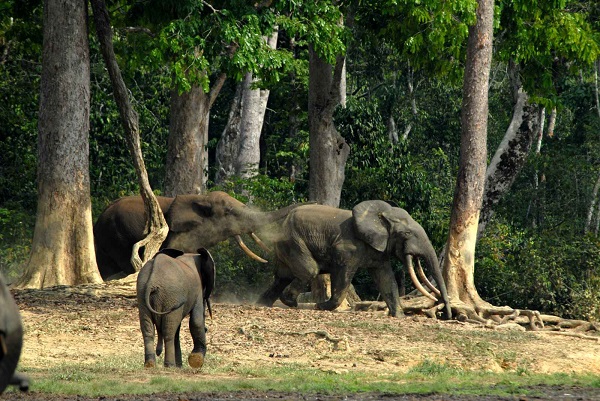 Elefante africano delle foreste