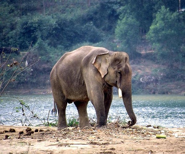 Elefante indiano