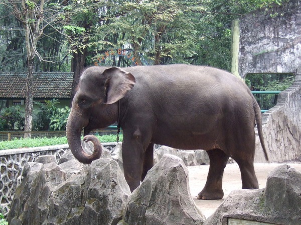 Elefante di Sumatra