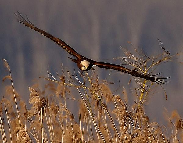 Falco di palude