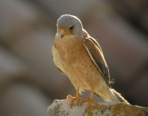 Falco grillaio