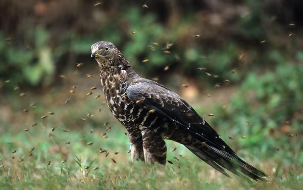 Falco pecchiaiolo