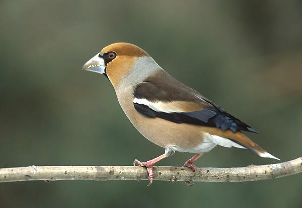 Frosone Coccothraustes coccothraustes L.