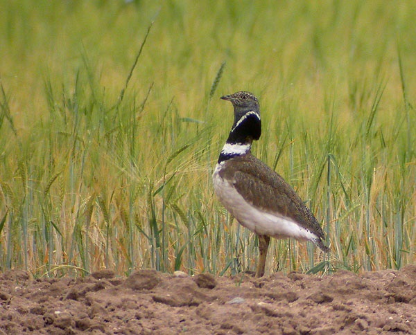 Gallina prataiola