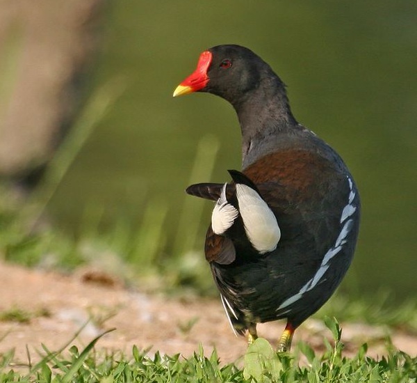 Gallinella d'acqua Gallinula chloropus L.