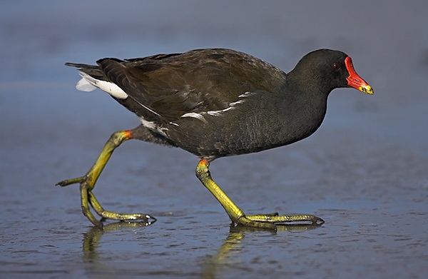 Gallinella d'acqua Gallinula chloropus L.