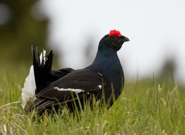 Gallo forcello