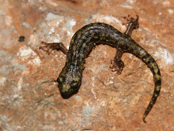 Geotritone Sardo giallo