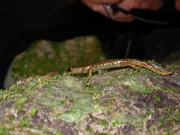 Geotritone Sardo giallo