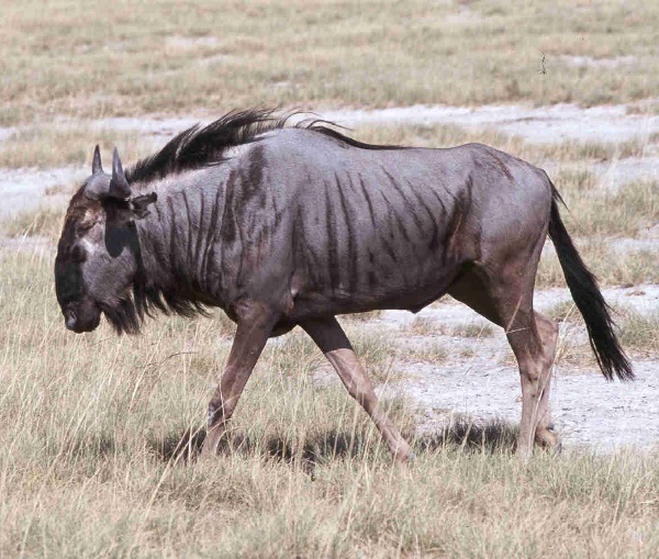 Gnu striato