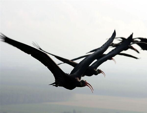 Ibis eremita