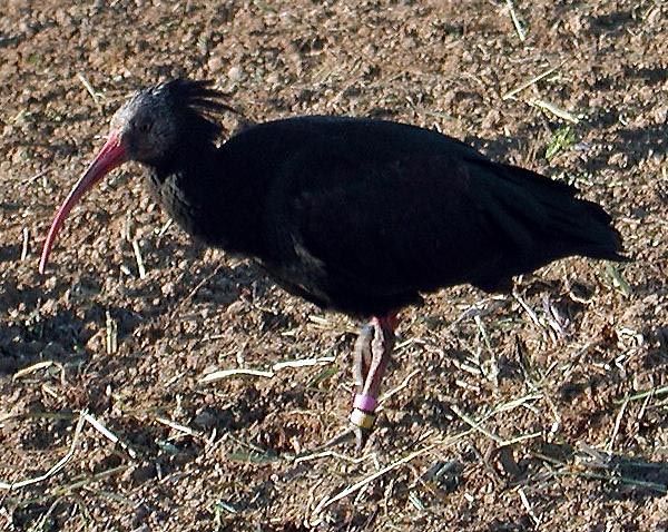 Ibis eremita