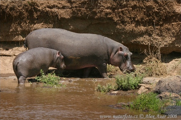 Ippopotamo gigante