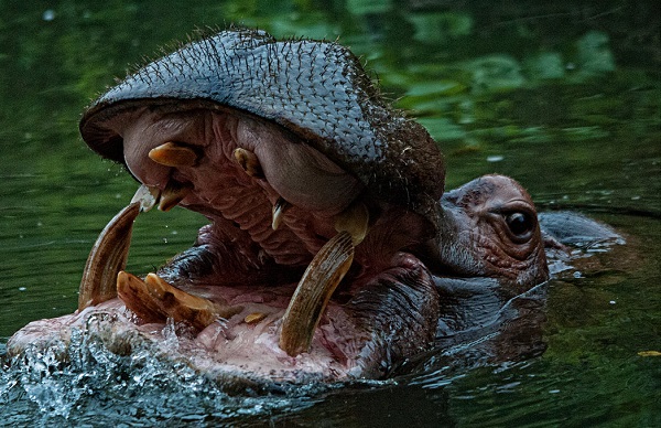 Ippopotamo gigante