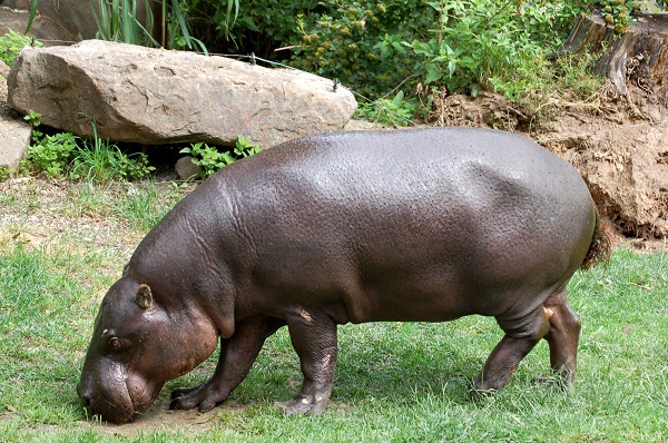 Ippopotamo pigmeo