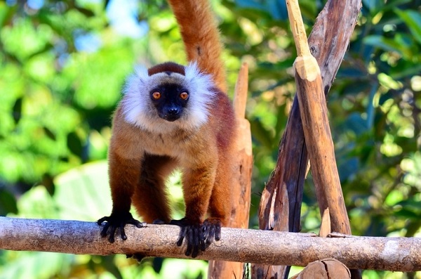 Lemure macaco