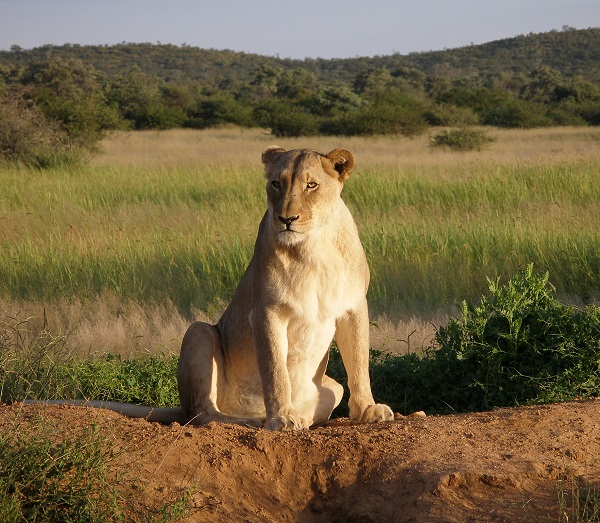 Leone femmina