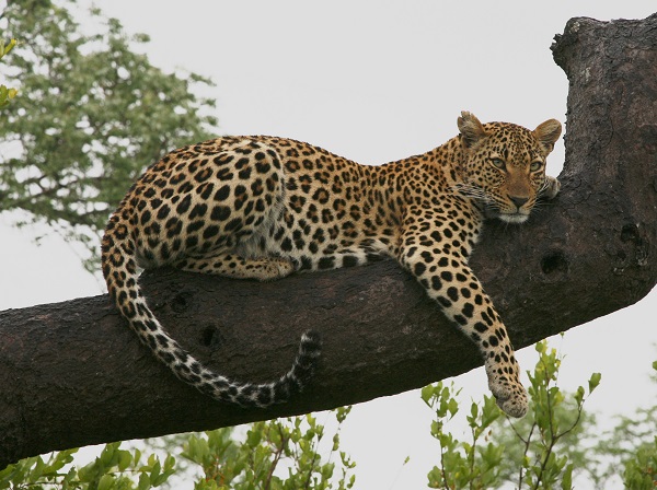 Leopardo