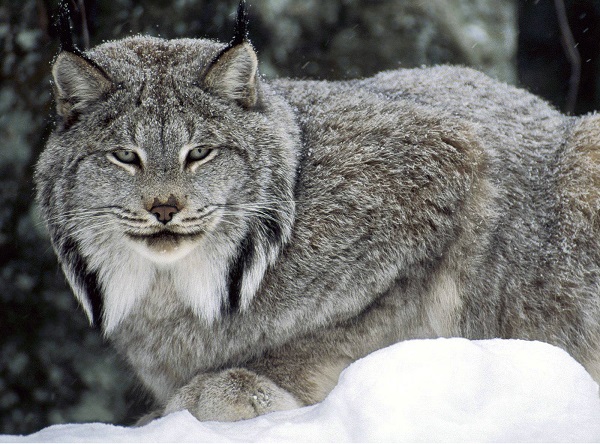 Lince canadese