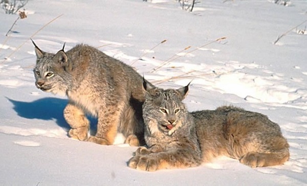 Lince canadese