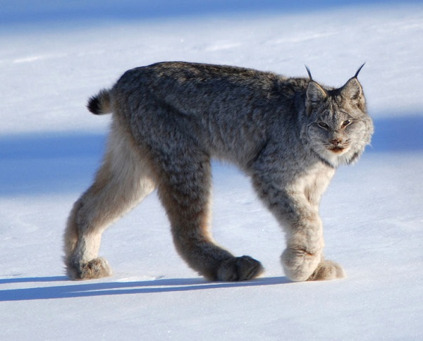 Lince canadese