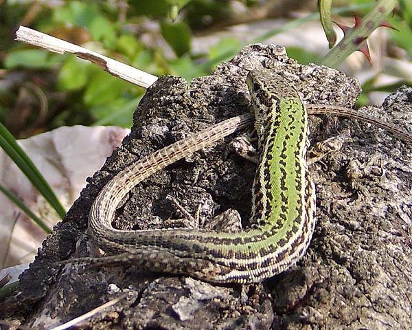 Lucertola Adriatica