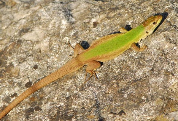 Lucertola Adriatica