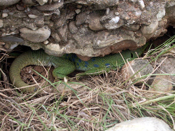 Lucertola Ocellata