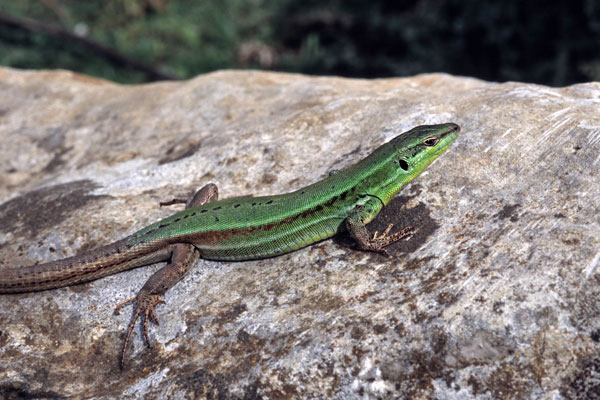 Lucertola Siciliana