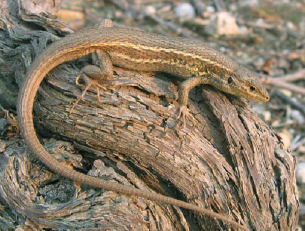 Lucertola Striata Comune