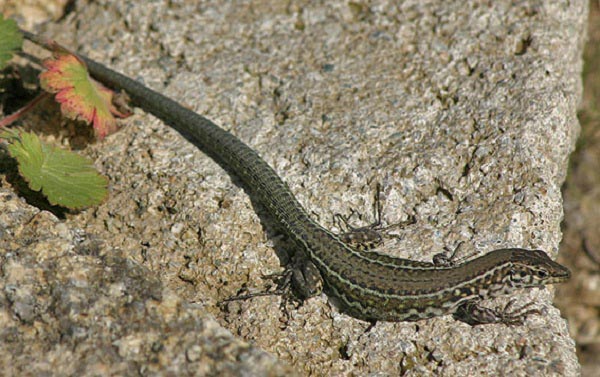 Lucertola Tirrenica