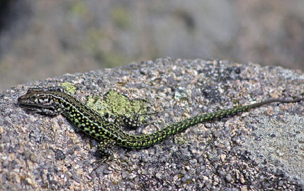 Lucertola Tirrenica