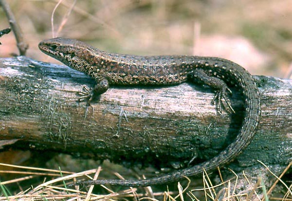 Lucertola Vivipara