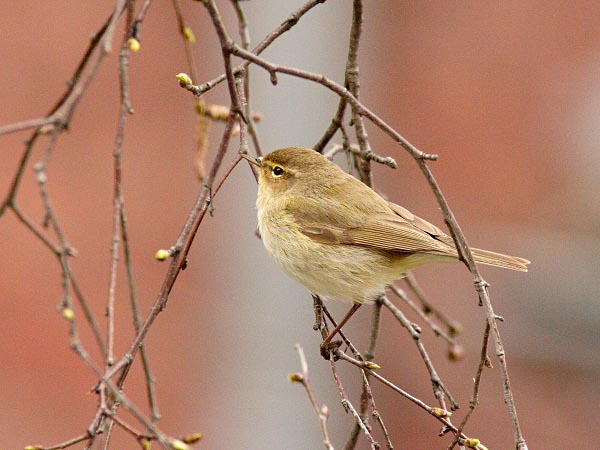 Luì Piccolo - Phylloscopus collybita