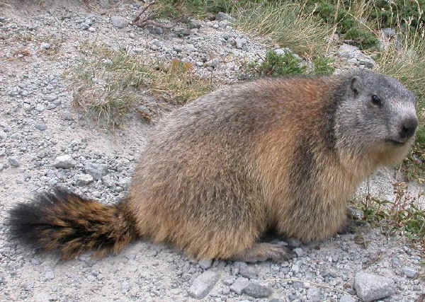 Marmotta