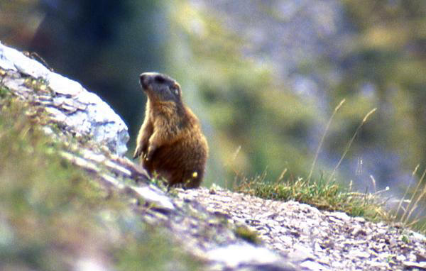 Marmotta