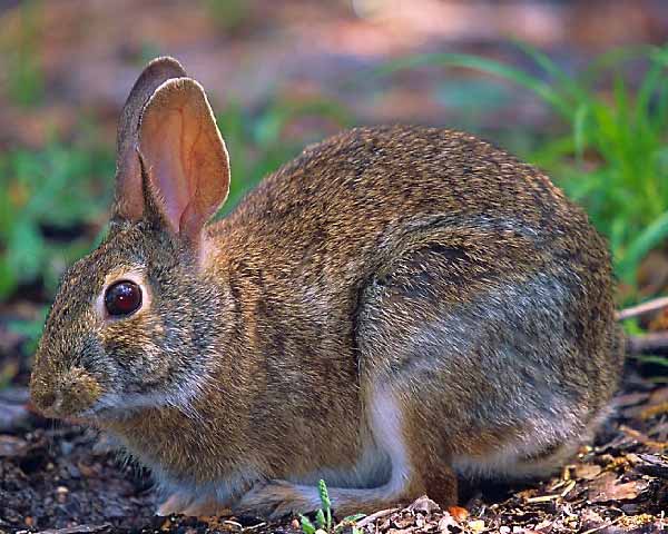 Minilepre o Silvilago orientale - Sylvilagus floridanus