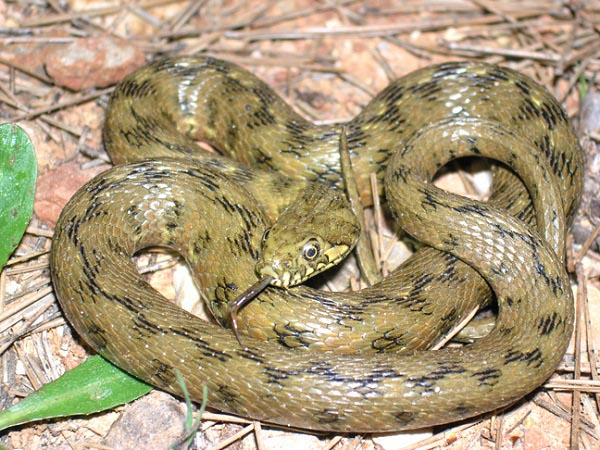 Natrice Viperina