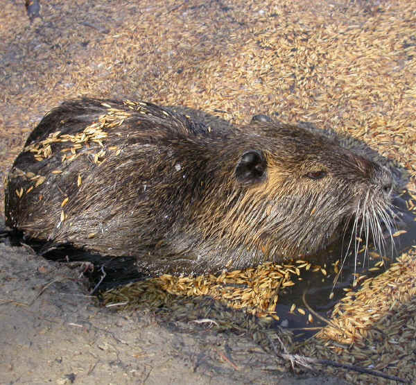 Nutria o Castorino