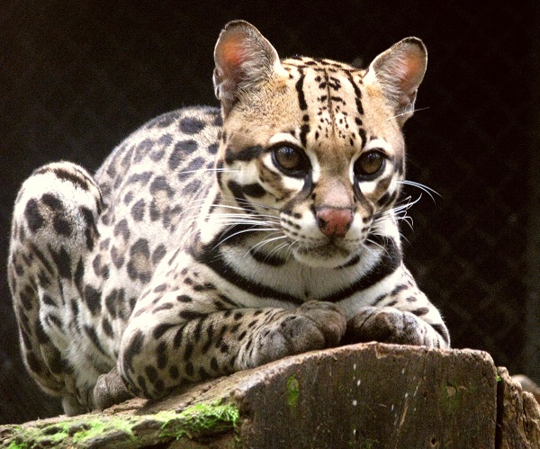 Ocelot